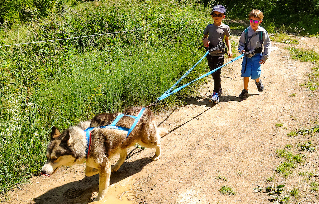 cani-rando en famille