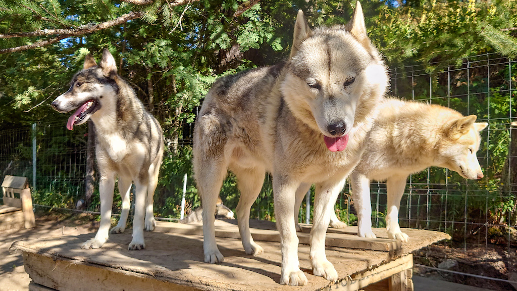 cani-rando en famille