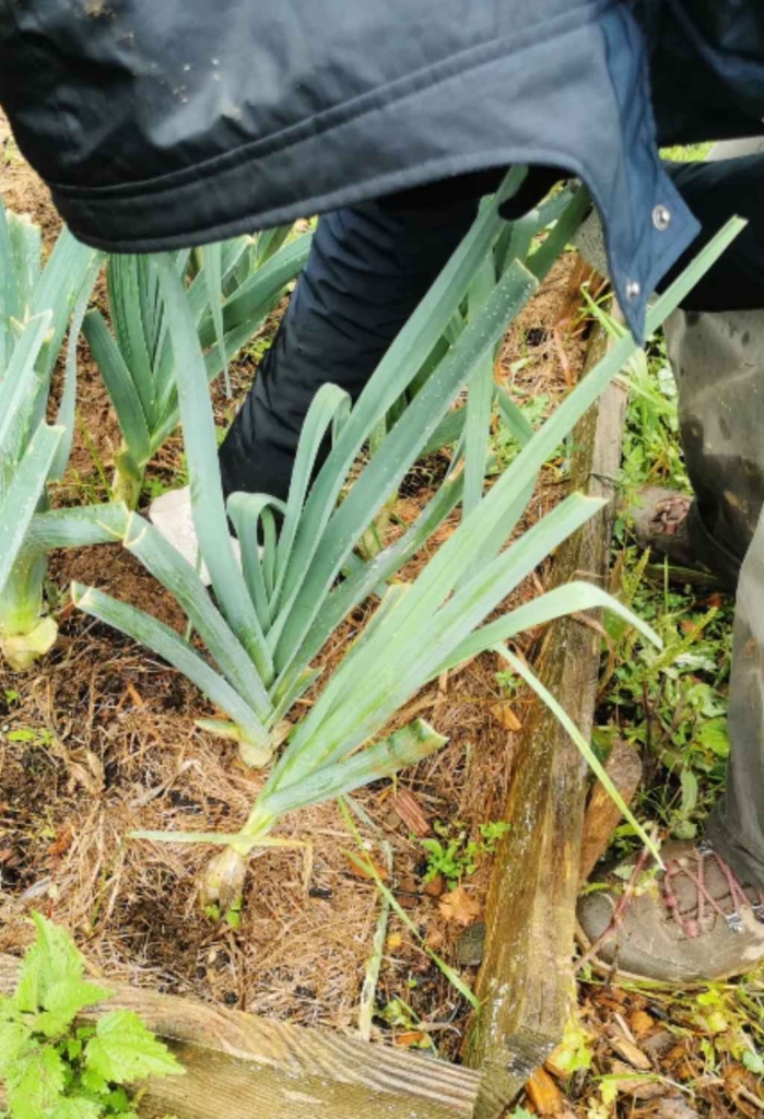 Chantier participatif Vercors Potager poireaux