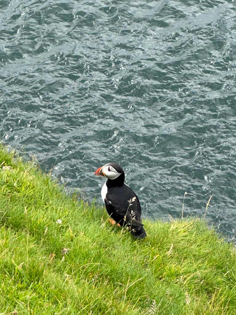 Randonner en famille Iles Féroé Macareux