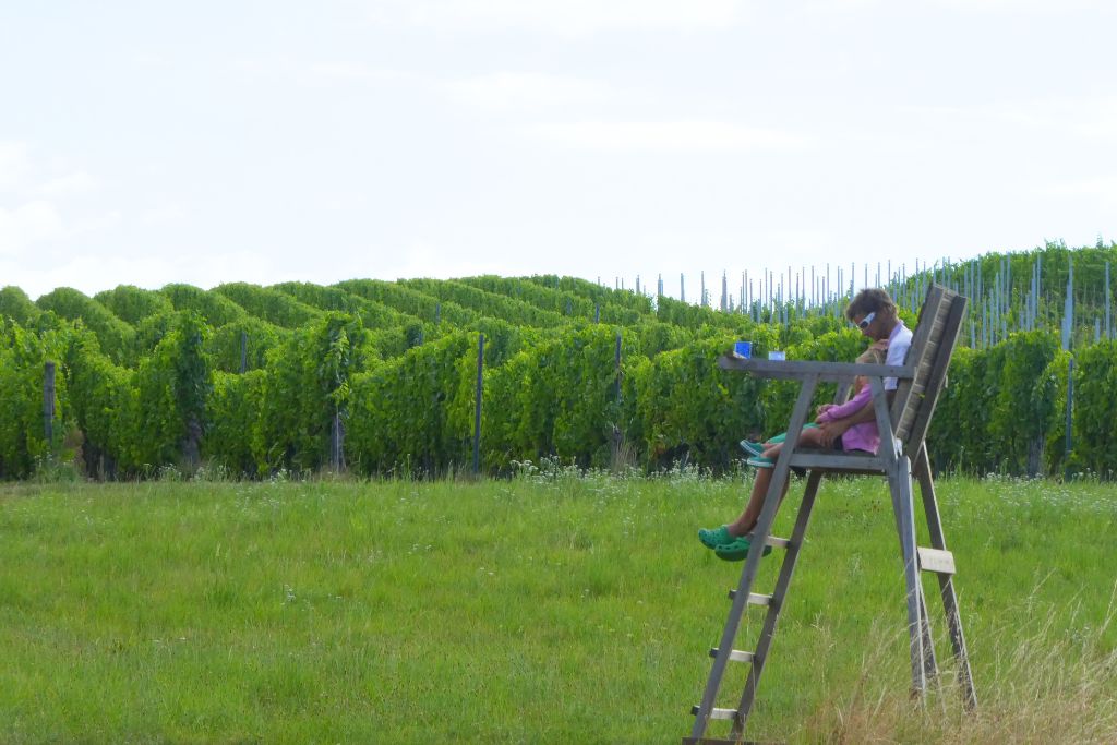 Tour Alsace vélo vignes