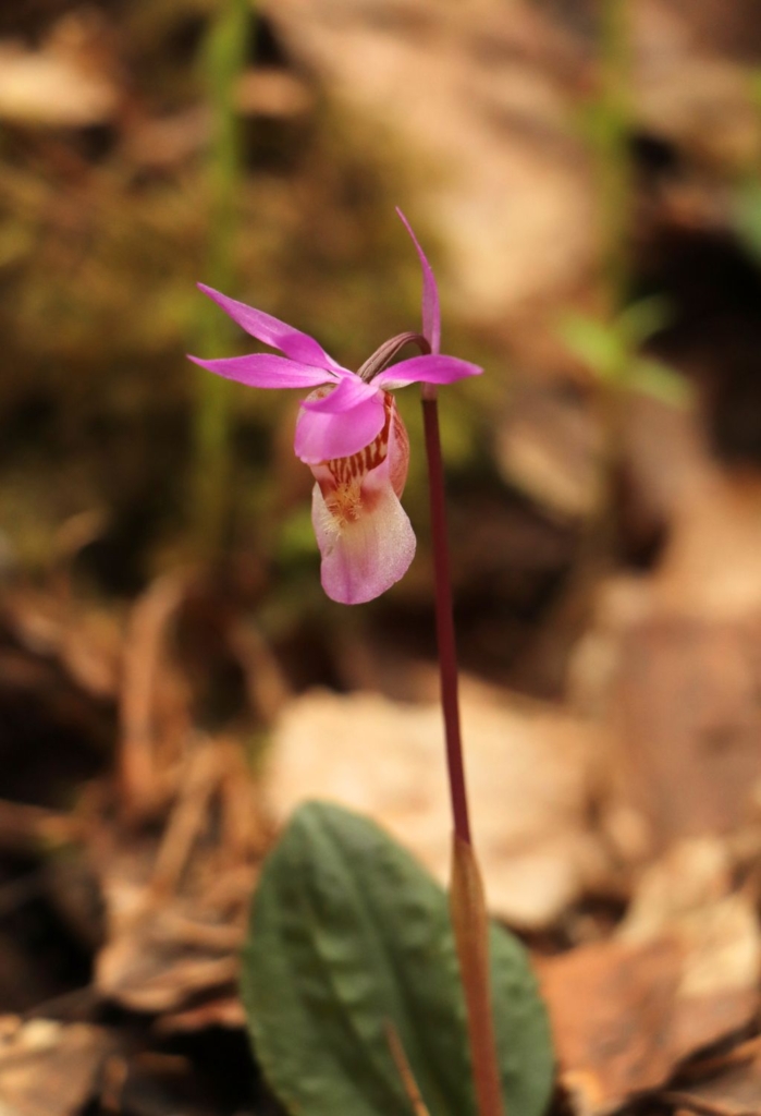 Trek ours Laponie Bébé Orchidée Calypso