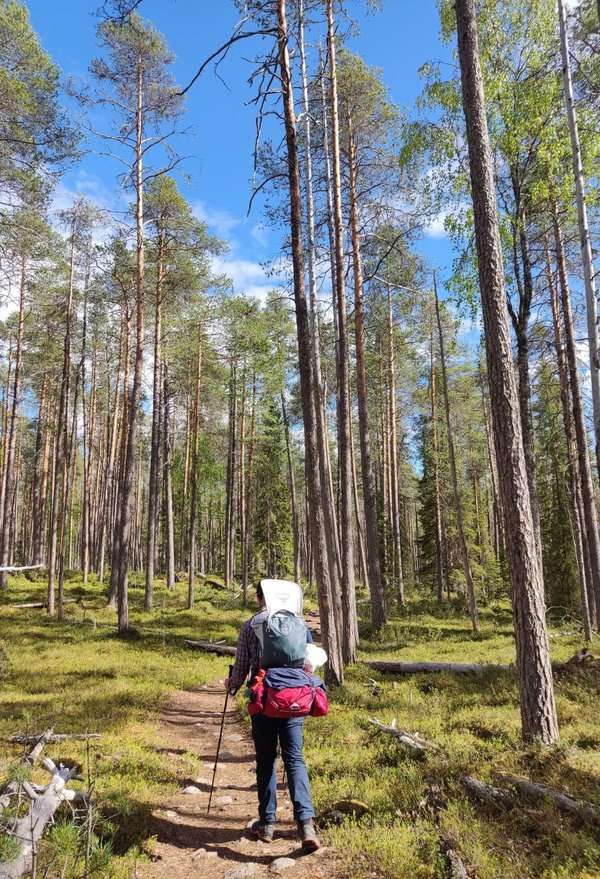 Trek ours Laponie Bébé Randonnée