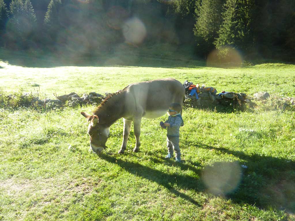5 jours en Vanoise avec un âne - Zébulon et Jules