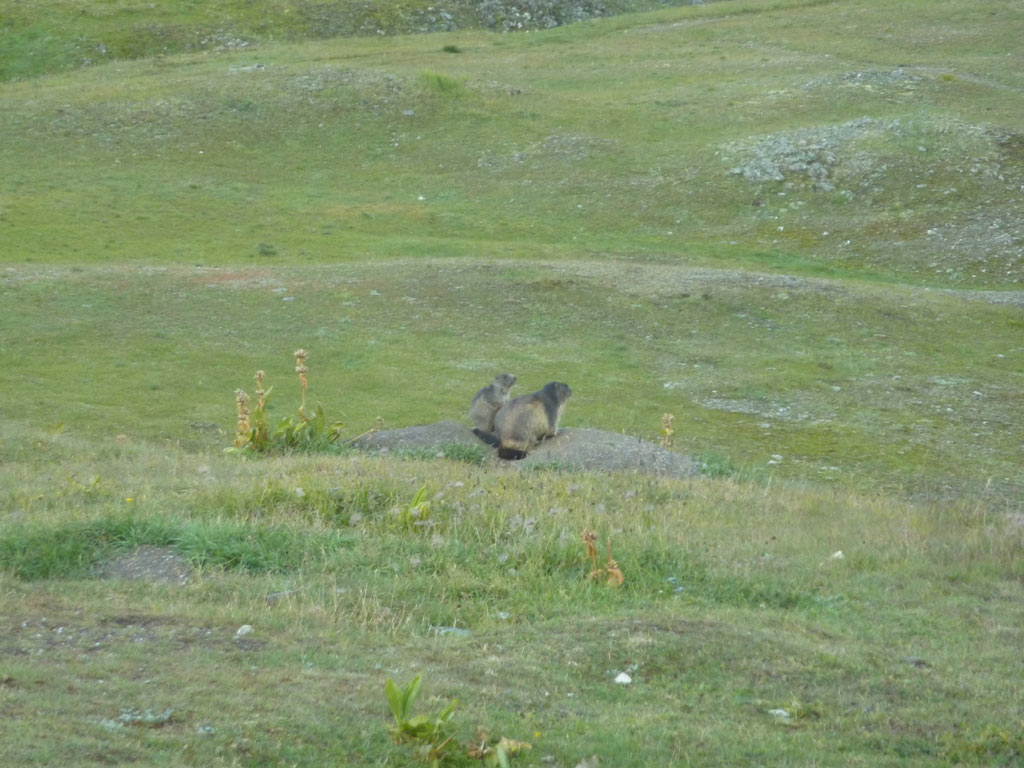 5 jours en Vanoise avec un âne - marmottes
