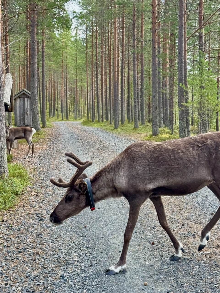 Renne Finlande été