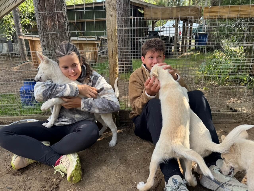 Chiens de traineau Finlande