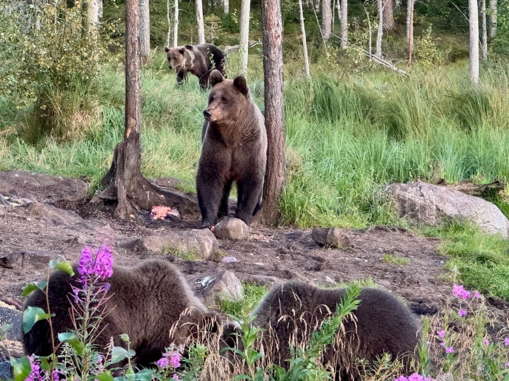 Ours brun en finlande