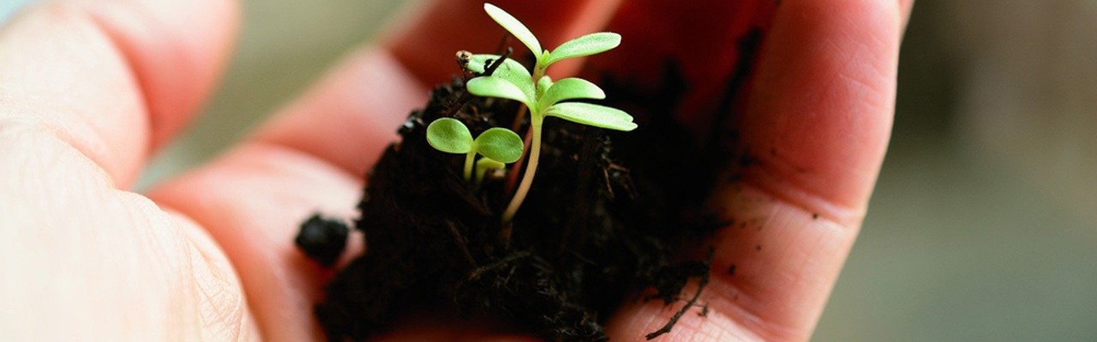 Kits de plantation enfant : faites découvrir le jardin à vos enfants