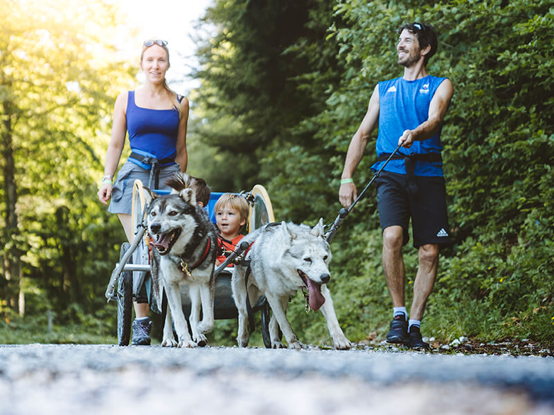 Famille en cani-rando avec une remorque pour les enfants tirée par des chiens de traineau.